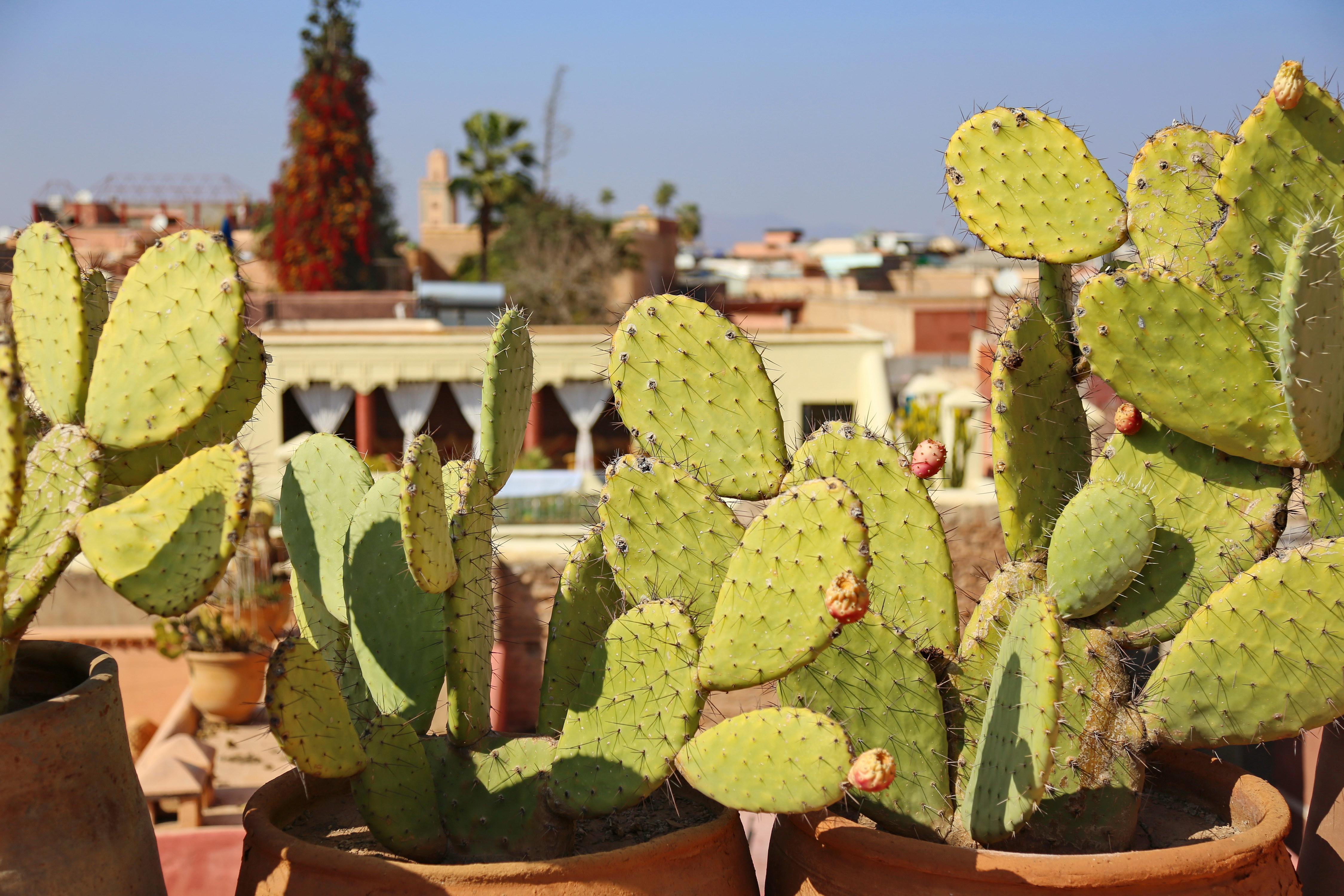 Riad Marrakiss Marrakesh Buitenkant foto